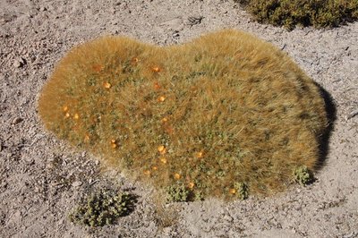 El Tatio_Cumulop_ignescens-EOS_6809.jpg