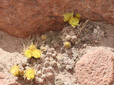 M. archiconoideaIMG_5274.jpg