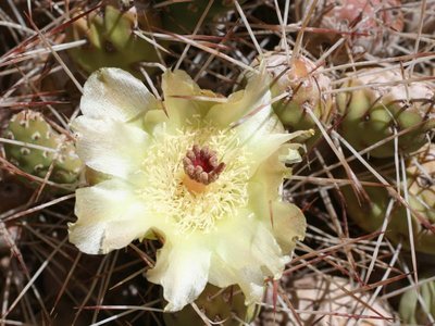 C. ignescensIMG_5232.jpg
