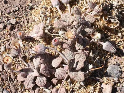Urmenetea atacamensisIMG_5115.jpg