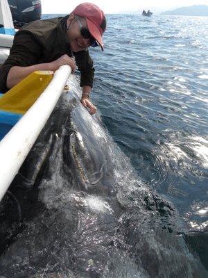 baja-1238.JPG (133.38 KiB) 10846 mal betrachtet Grauwale