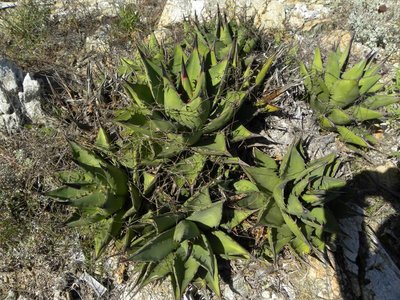Agave margaritae