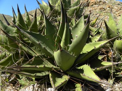 Agave margaritae