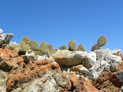 Opuntia pycnacantha margaritana