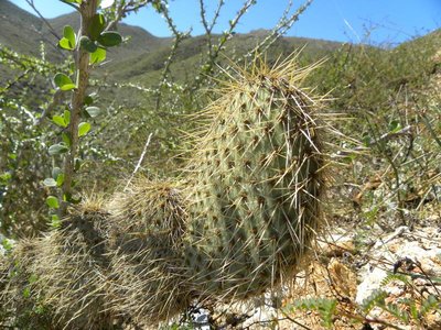 Opuntia pycnacantha margaritana