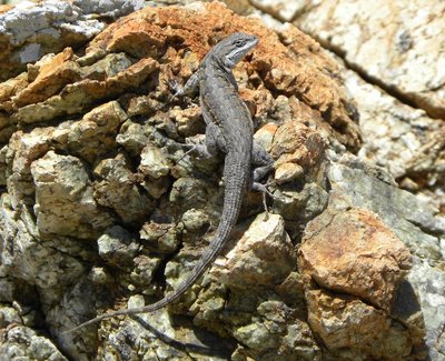 Sceloporus monserratensis