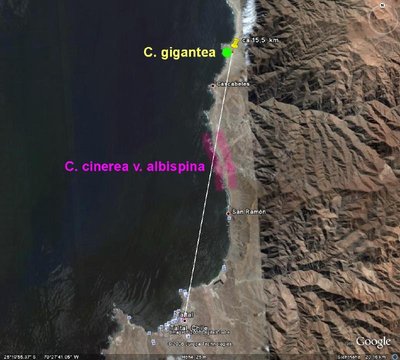 Satellit - C gigantea-x.jpg