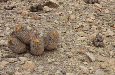 C_haseltonia_gigantea_6232-x.jpg