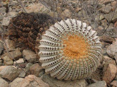 C_haseltonia_gignatea_8084.jpg