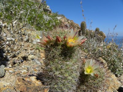 Mammillaria dioica
