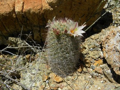Mammillaria dioica