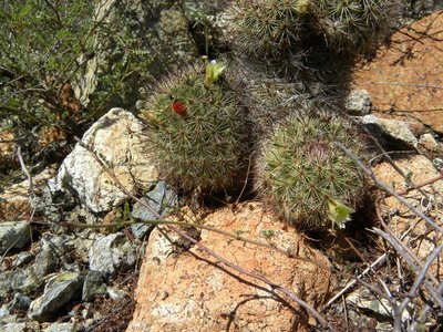 Mammillaria dioica fa.