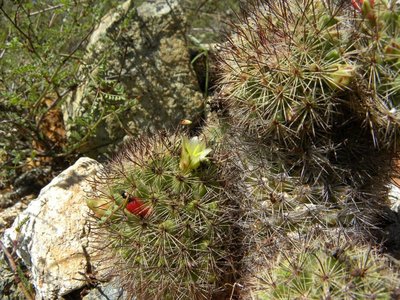 Mammillaria dioica fa.