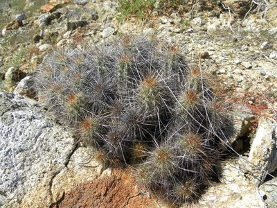 Echinocereus barthelowanus
