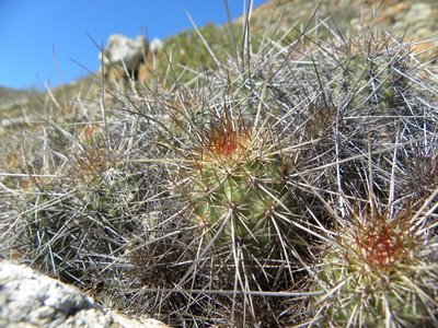 Echinocereus barthelowanus