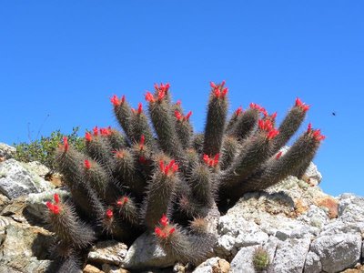 Mammillaria halei