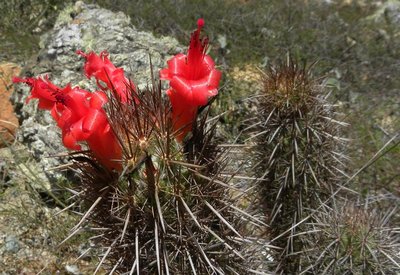Mammillaria halei