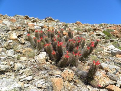 Mammillaria halei