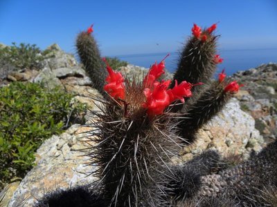 Mammillaria halei