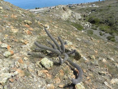 Stenocereus gummosus