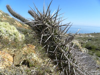Stenocereus gummosus