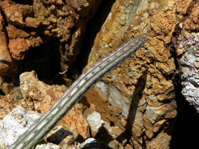 Peniocereus striatus