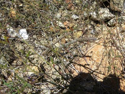 Peniocereus striatus