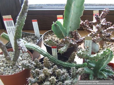 DSCF2721_klein.jpg