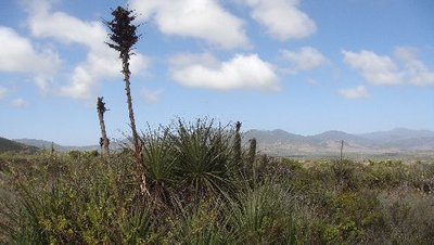 puya_litoralis.JPG