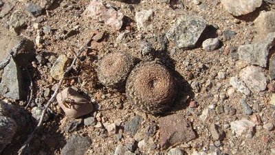 Thelocephala_duripulpa.JPG