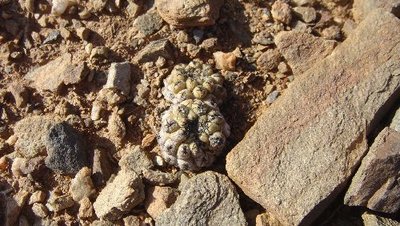 Thelocephala_napina.JPG