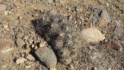 C_coquimbana_fiedleriana.JPG