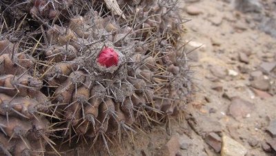 Copiapoa_1.JPG