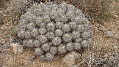 Copiapoa_2.JPG