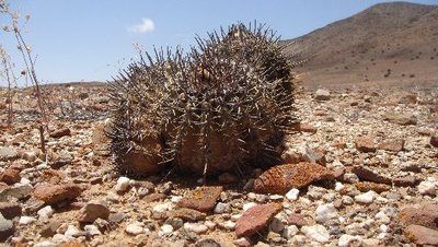 Copiapoa_3.JPG