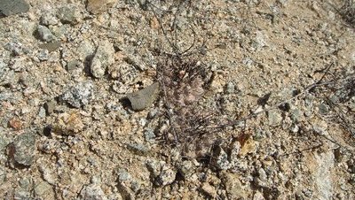 Copiapoa_4.JPG