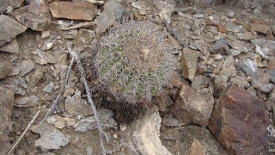 Copiapoa_5.JPG