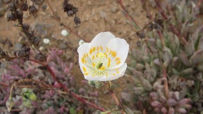 Calandrinia.JPG