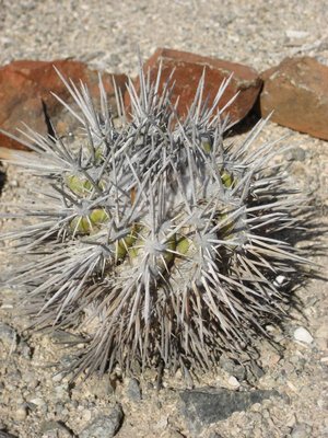 C_bridgesii-IXUS_7856.jpg