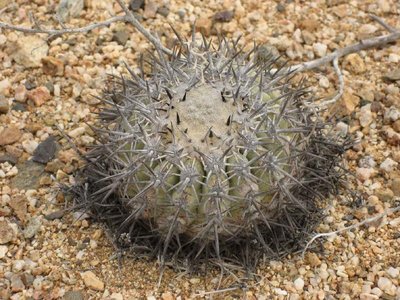 C_cinerascens-IXUS_8018-x.jpg