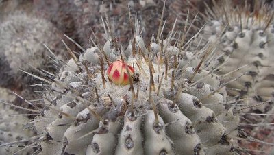 C_albispina.JPG