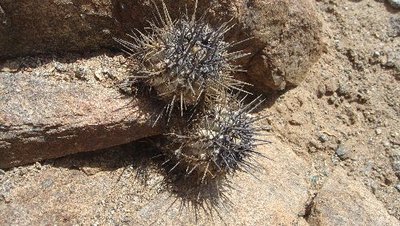 C_atacamensis.JPG