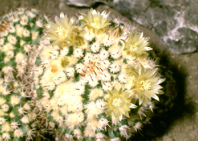 Mammillaria angebl. eichlamii.jpg