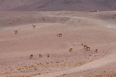 Vicuna_Herde.JPG
