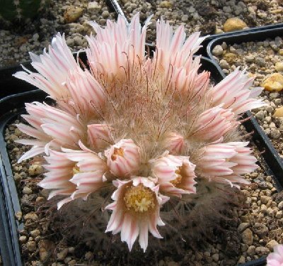 sehr filigrane Bedornung: Mamm.pennispinosa