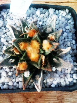 Ariocarpus 080.JPG