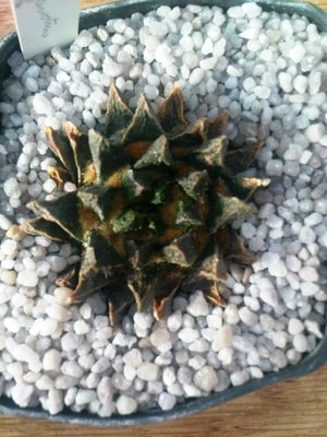 Ariocarpus 084.JPG