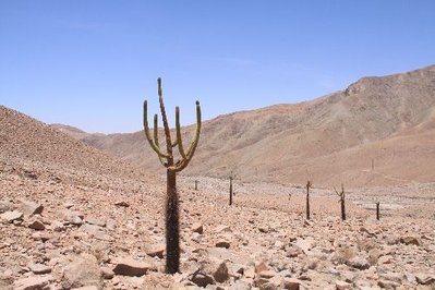 Browningia.JPG