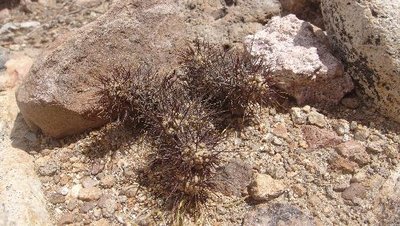 Cumulopuntia.JPG
