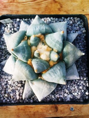 Ariocarpus 091.JPG